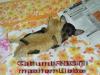 Hier klicken zum Ansehen cat_dog_lovers_t1.jpg