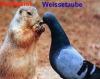 Hier klicken zum Ansehen weissetaube-waldgeist_t1.jpg